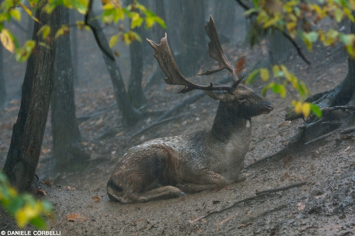 Fallow Deer under the storm