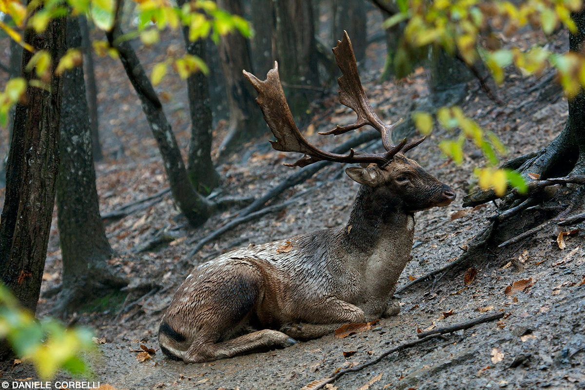 Fallow Deer after the storm