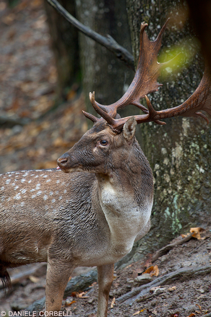 Fallow Deer - Portrail 6