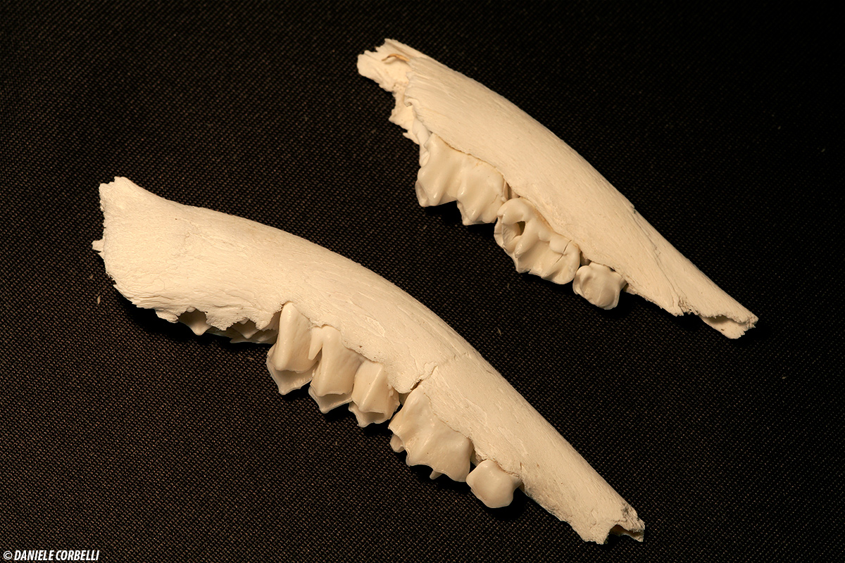 Roe Deer - Jaw