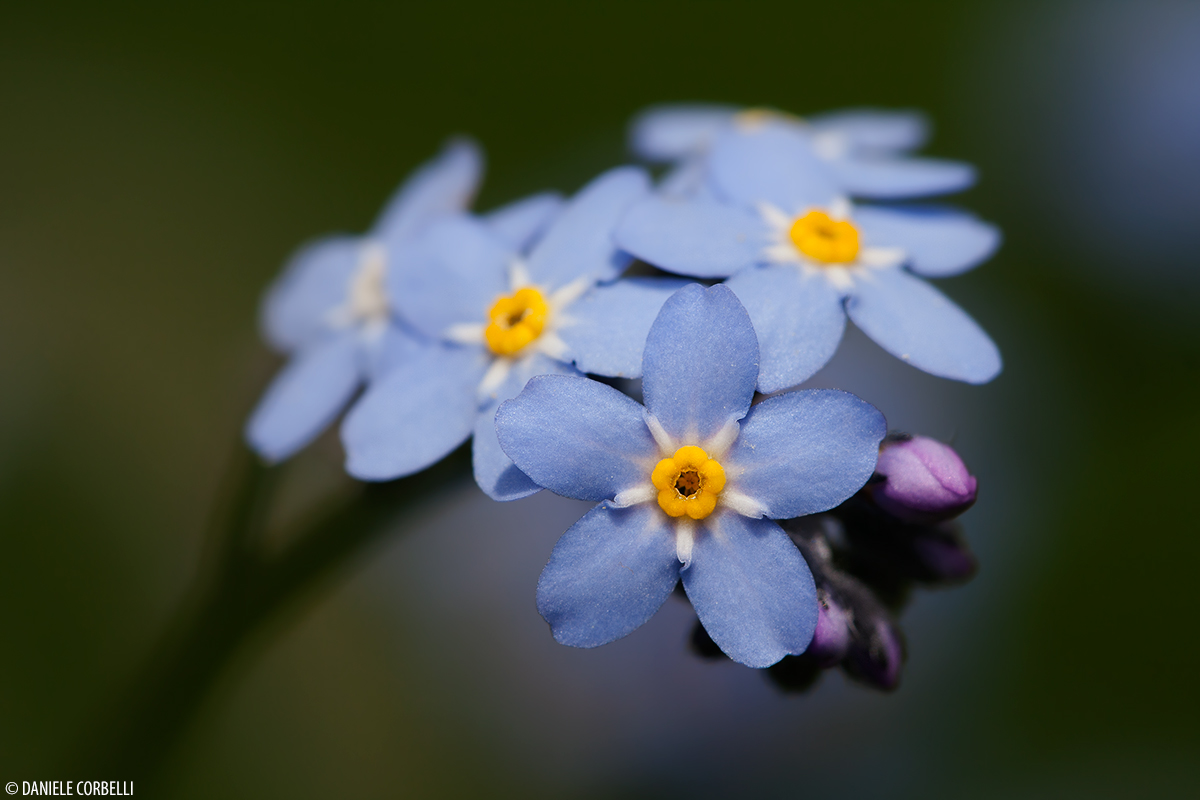 Myosotis