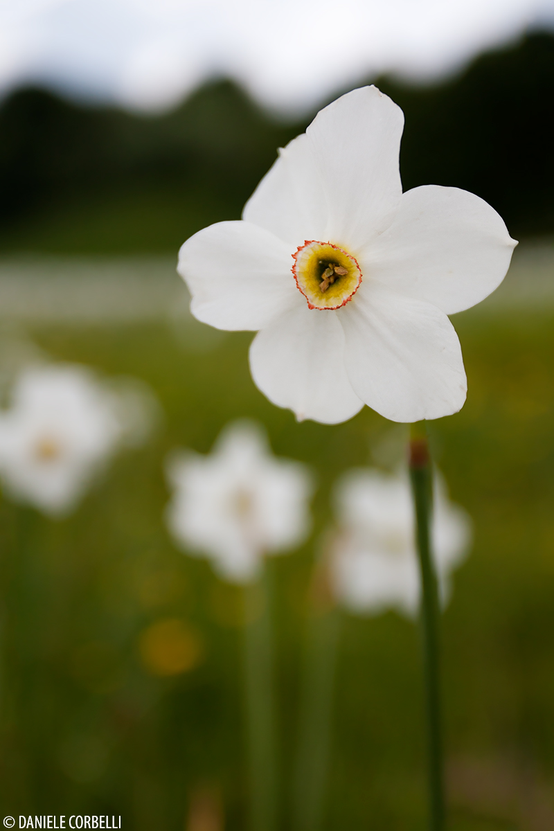 Narcissus