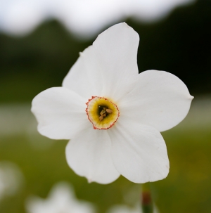 Narcissus