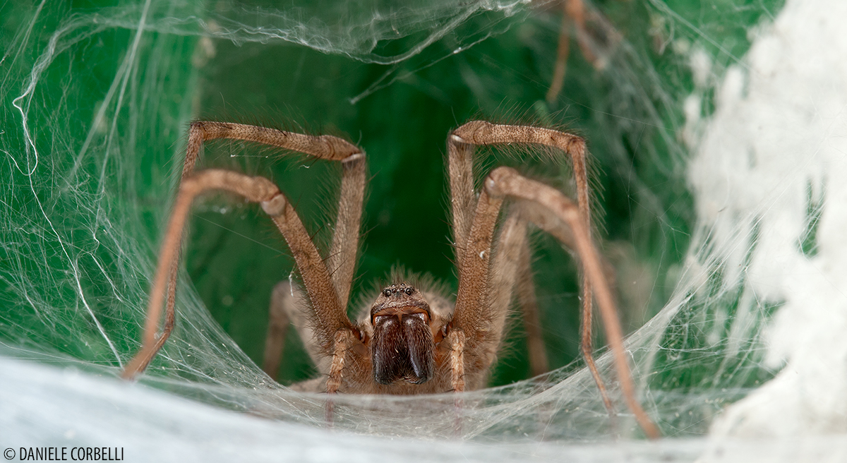 Tegenaria parietina