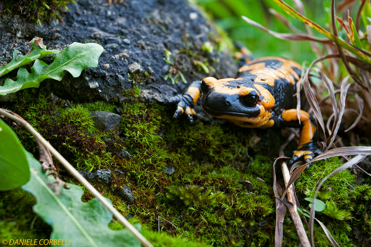 Salamandra Pezzata