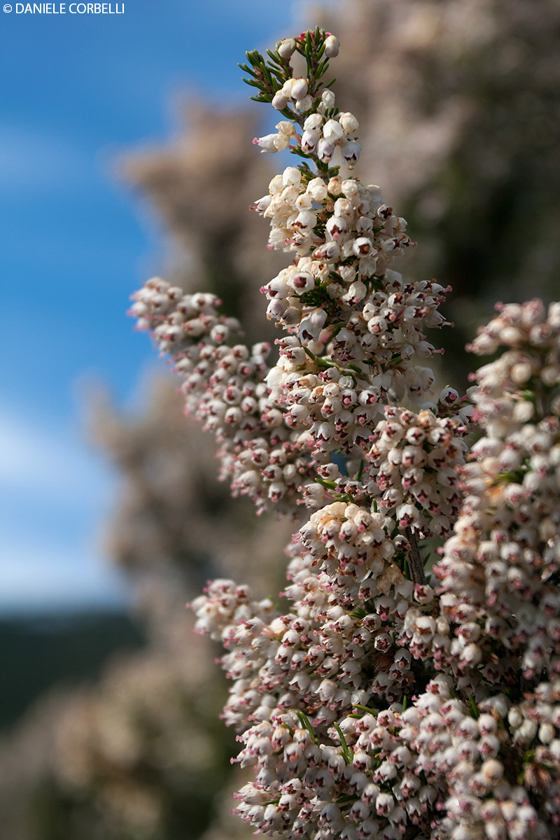 Erica Arborea / tree heath