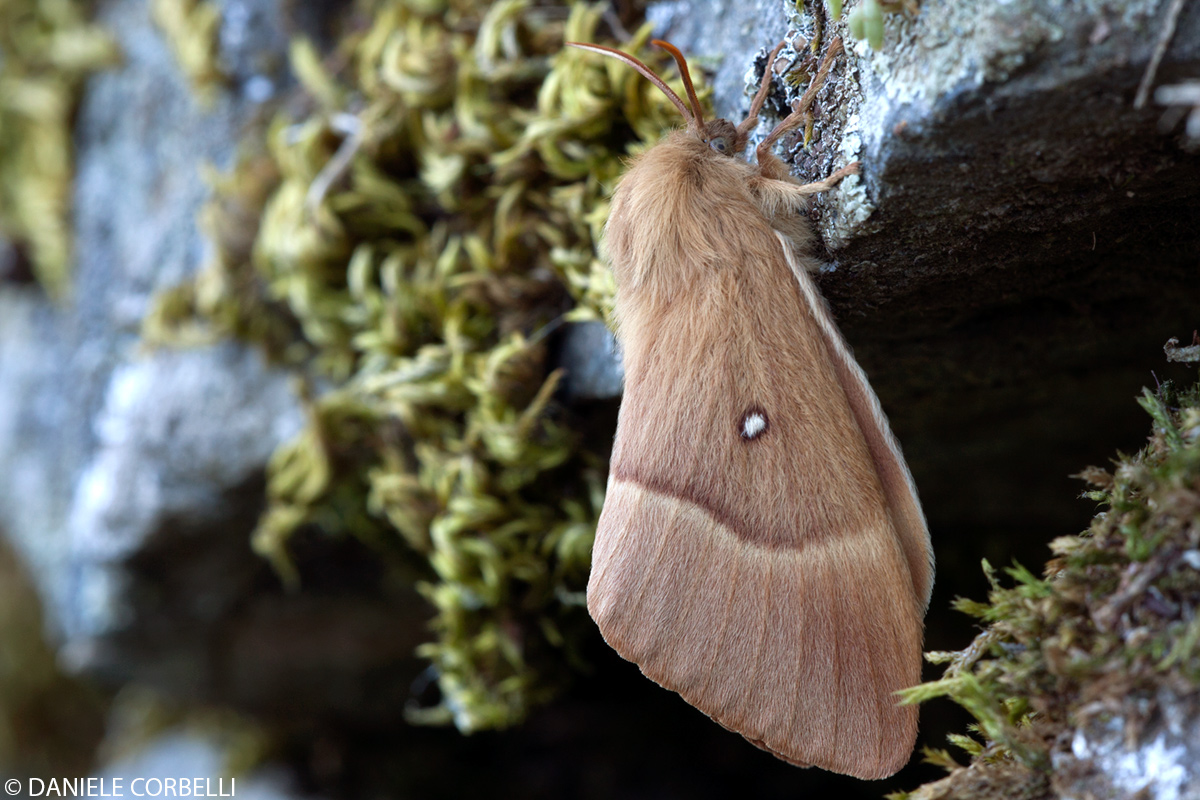 Lasiocampa quercus