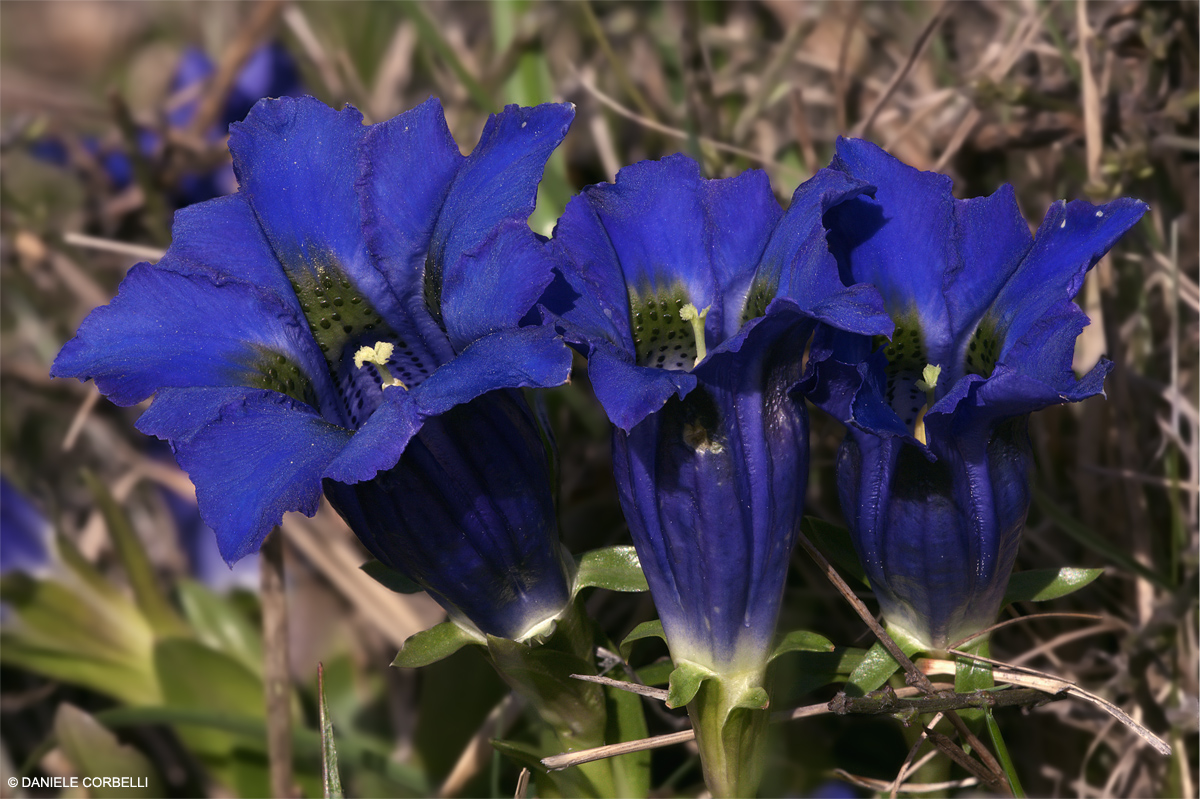 Genziana - Focus Stacking