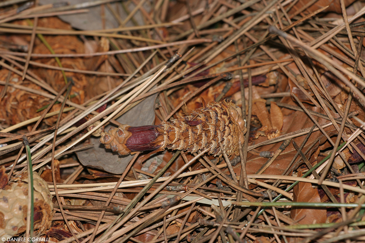 Gnawed pine cone - Squirrel