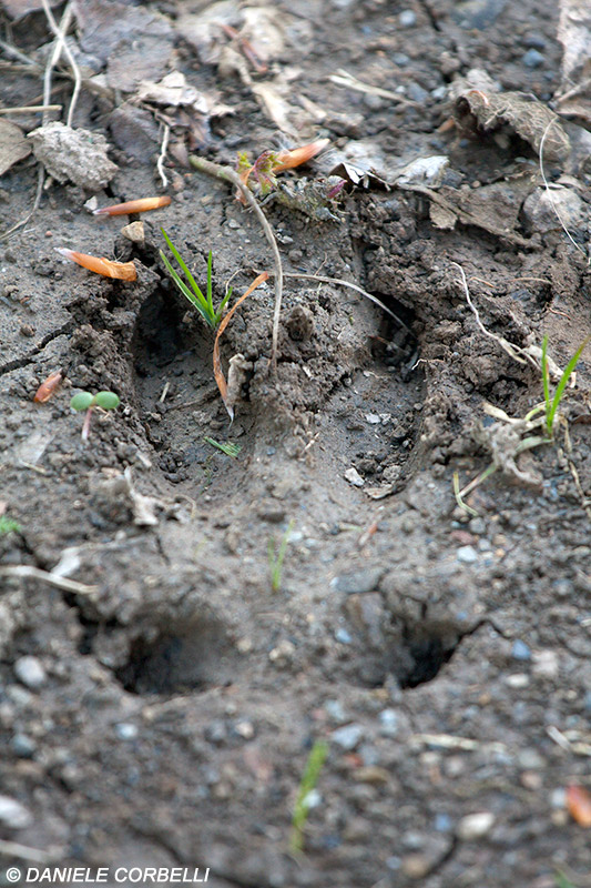 Boar Footprint