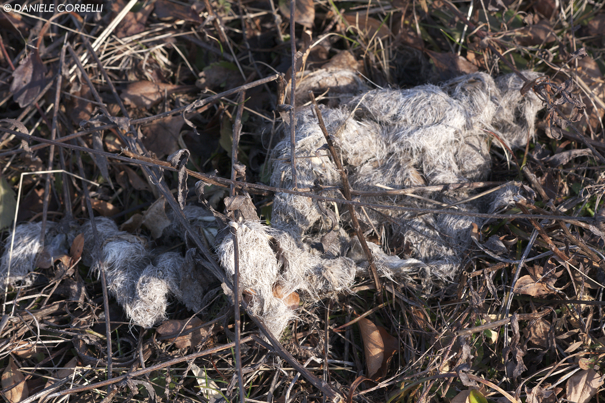 Wolf droppings