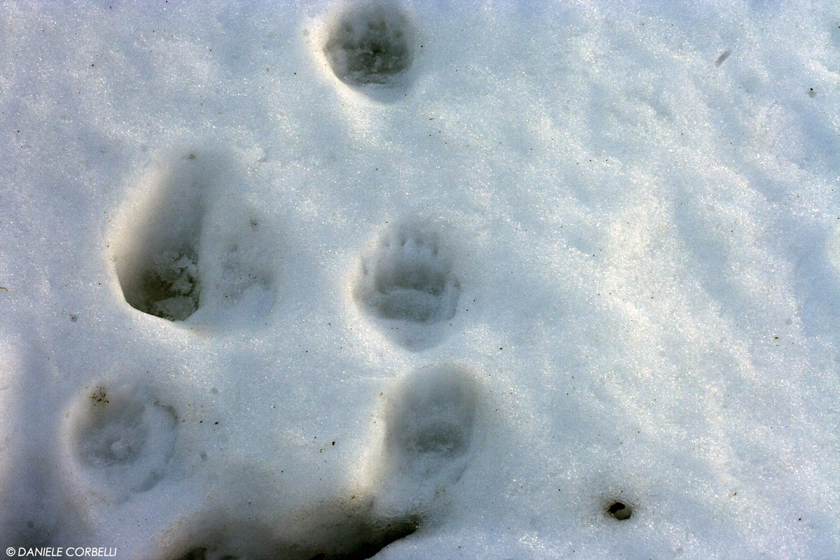 Badger footprint